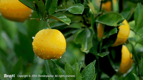 橙子动图.gif